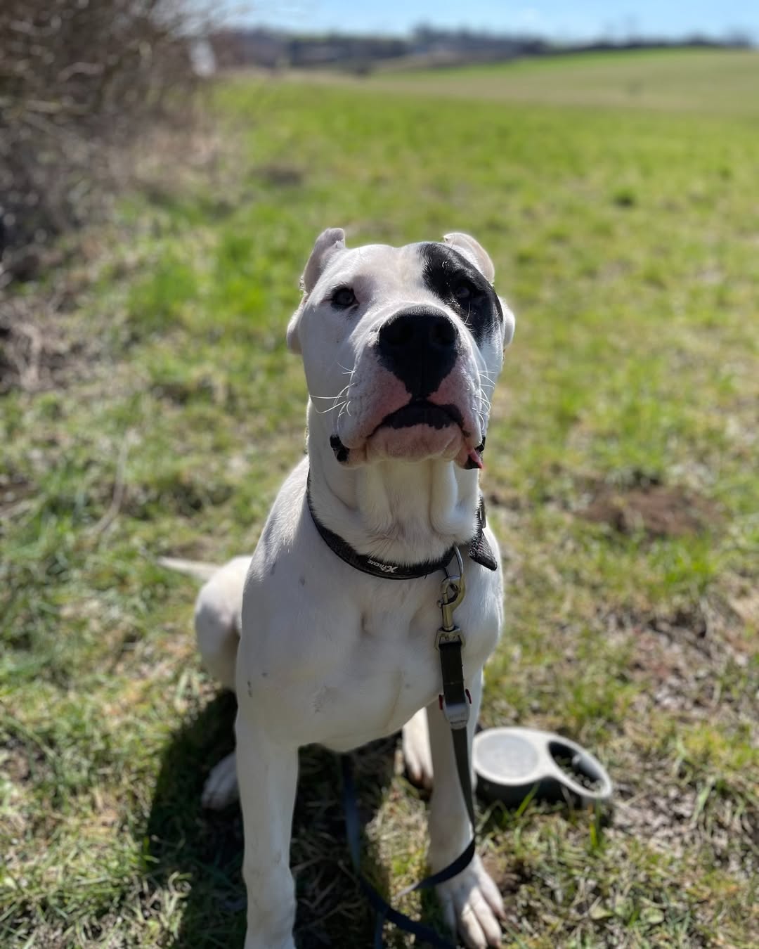 Simpor K9 — play moment