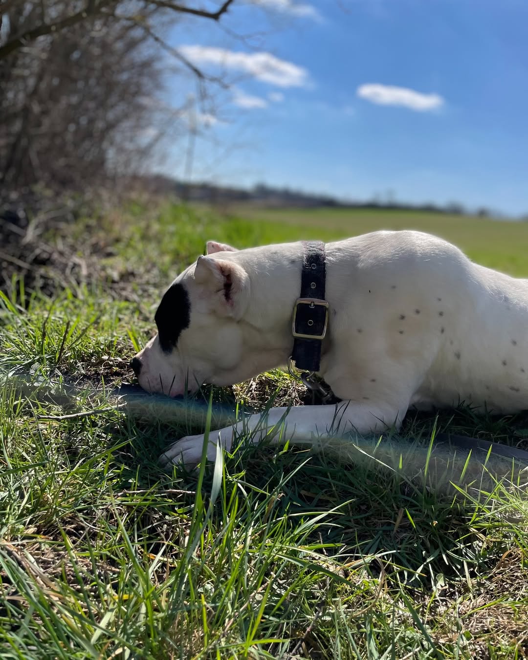 Simpor K9 — dog at the resort