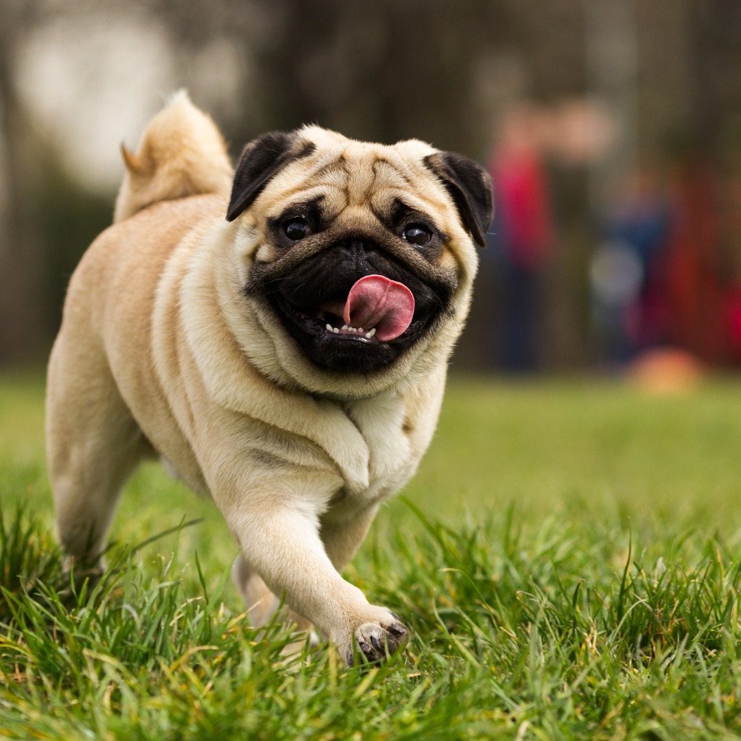 Simpor K9 — sport dog