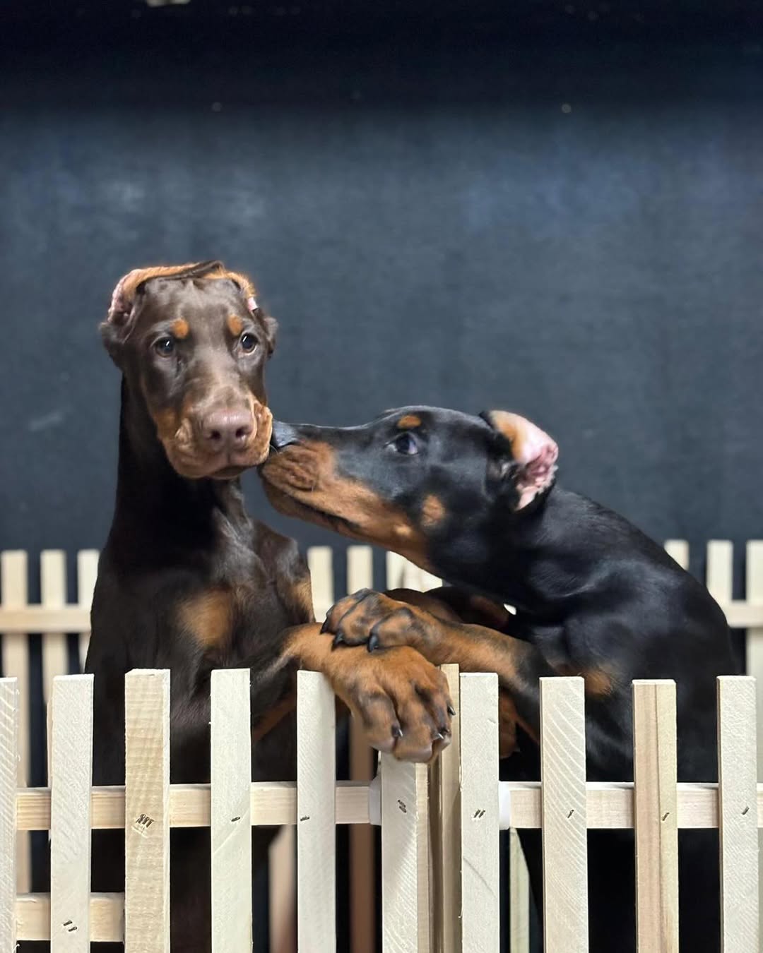Simpor K9 — dog enjoying outdoor time