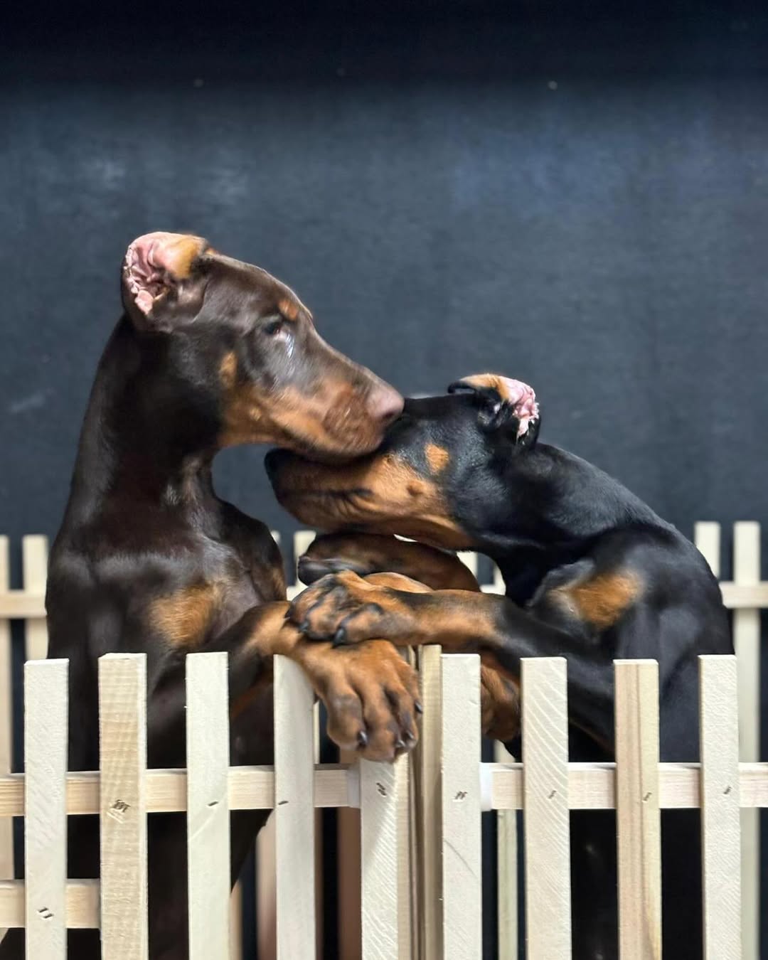 Simpor K9 — care and play